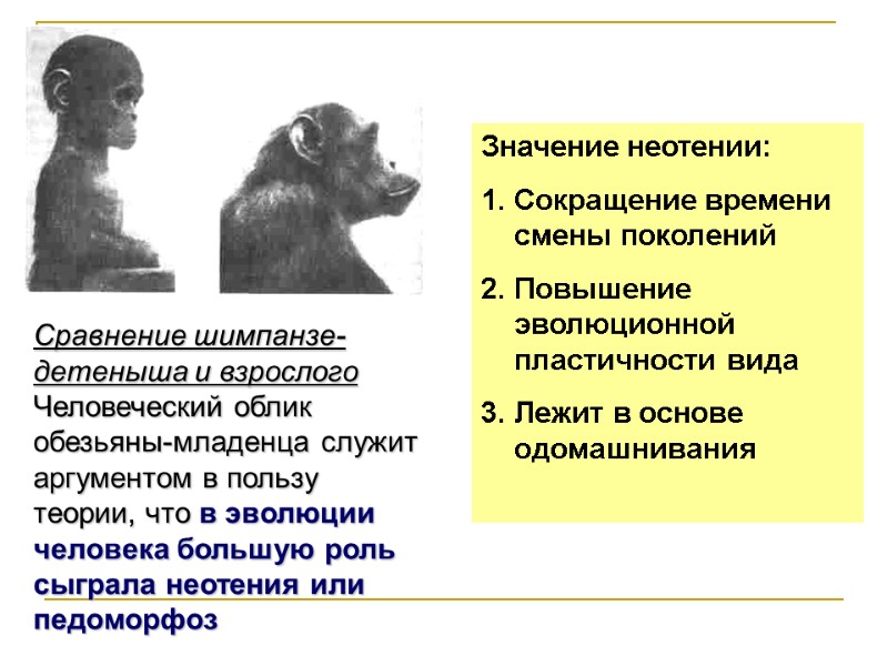 Сравнение шимпанзе-детеныша и взрослого Человеческий облик обезьяны-младенца служит аргументом в пользу теории, что в Сравнение шимпанзе-детеныша и взрослого Человеческий облик обезьяны-младенца служит аргументом в пользу теории, что в